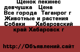 Щенок пекинес девчушка › Цена ­ 2 500 - Все города, Таганрог г. Животные и растения » Собаки   . Хабаровский край,Хабаровск г.